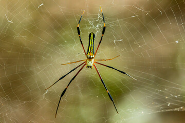 One spider pulling the web