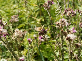 Papillon le Moyen nacré (Fabriciana adippe) posé sur une fleurs de chardons en Forêt-Noire

