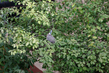 Pigeon on branch between leaves