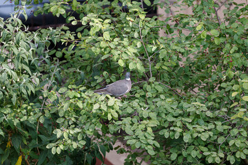 Pigeon on branch between leaves