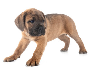 Obraz premium puppy cane corso