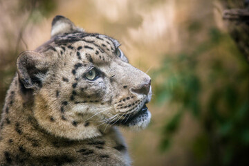 Snow leopard portrait in nature