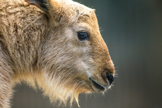 Golden takin portrait in nature