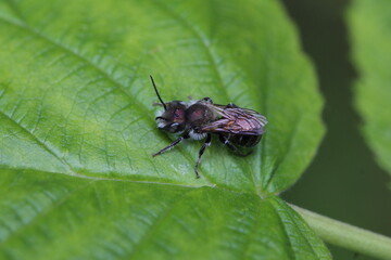 Stahlblaue Mauerbiene - Osmia caerulescens