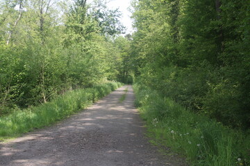 Waldweg