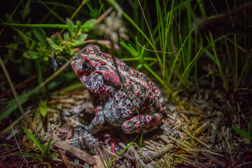 Multi color Toad