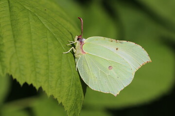 hellgelber Zitronenfalter - Gonepteryx rhamni