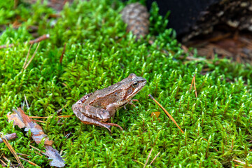 Frog on moss in the forest.
