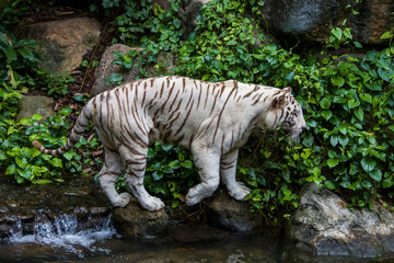 Naklejka premium The white tiger is a pigmentation variant of the Bengal tiger. Such a tiger has the black stripes typical of the Bengal tiger, but carries a white or near-white coat.