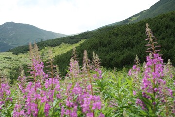 Fototapeta premium tatras mountains