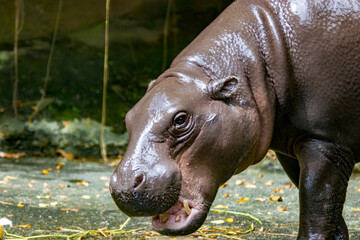 The pygmy hippopotamus (Choeropsis liberiensis or Hexaprotodon liberiensis) is a small hippopotamid which is native to the forests and swamps of West Africa.