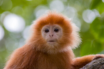Obraz premium The Javan lutung (Trachypithecus auratus) closeup image, also known as the ebony lutung and Javan langur, is an Old World monkey from the Colobinae subfamily