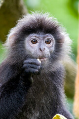 The Javan lutung (Trachypithecus auratus) closeup image,  also known as the ebony lutung and Javan langur, is an Old World monkey from the Colobinae subfamily