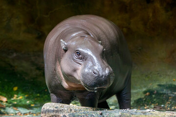 The pygmy hippopotamus (Choeropsis liberiensis or Hexaprotodon liberiensis) is a small hippopotamid...