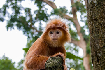 The Javan lutung (Trachypithecus auratus) closeup image,  also known as the ebony lutung and Javan langur, is an Old World monkey from the Colobinae subfamily