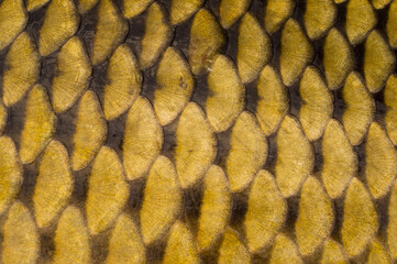 Scale texture of wild Asian carp. © Сергей Дудиков