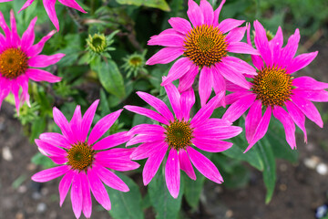 Echinacea Heilpflanze