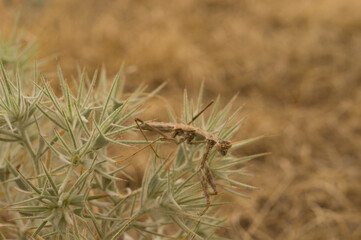 The gray praying mantis lurks in the grass, It hunts for insects.