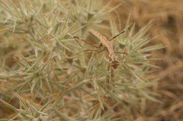 The gray praying mantis lurks in the grass, It hunts for insects.