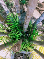 palm tree in the garden
