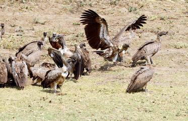 Weißrückengeier und Marabu im Streit über die Beute  im Gorongosa Nationalpark in Mosambik