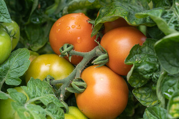Tomaten am Strauch im Garten