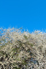 White flowers of a Blackthorn shrub blooming in spring, scientific name Prunus spinosa
