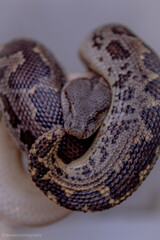 Obraz premium close up of a python