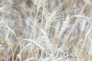 wheat ears in the summer field