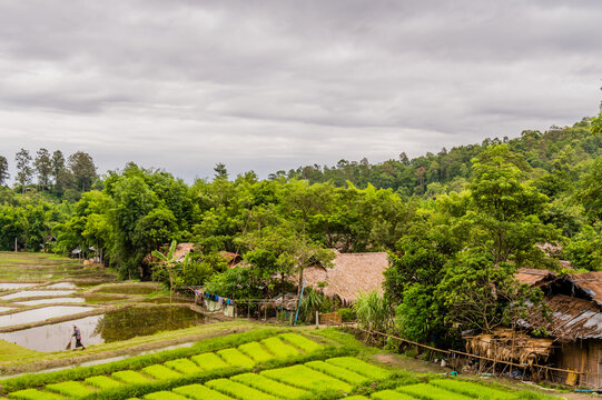 Chiang Mai, Thailand; July 2, 2019: Landscape of Five Hill Traibes Village house and rice paddies with unidentified man working in the fields. For editorial use only.