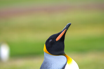 King penguin close up portraits 