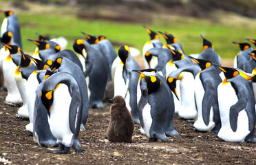 King penguin babies and toddlers 