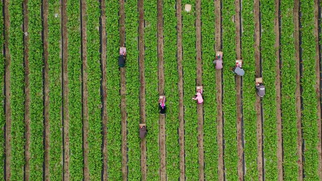4K overhead view of people running by the green strawberry field to load the truck. Cinematic food business background for agriculture industry. Beautiful view on a green fruit farm in summer, USA