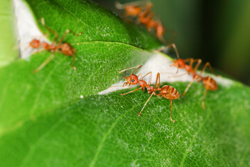 Close up group red ant on stick tree in nature at thailand