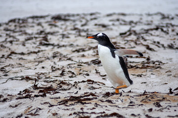 Gentoo penguin running on the beach in natural habitat