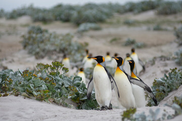 King penguin walk towards beach 