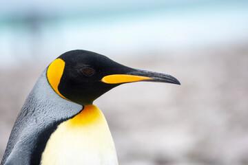 King penguin close up portraits 