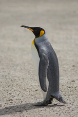 King penguin single out full body