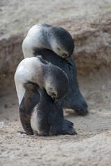 Gentoo penguin babies in nature