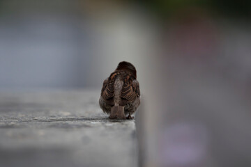 A Sparrow sitting on concrete taken from behind in the city. A bird moving away from the camera taken close. Close up. Passer domesticus. Copy space. Russia. Saratov. Engels.