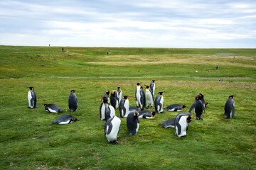 King penguin enjoying summertime in their natural habitat