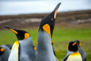 King penguin enjoying summertime in their natural habitat