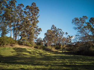 Tree shadows on a hill at sunset