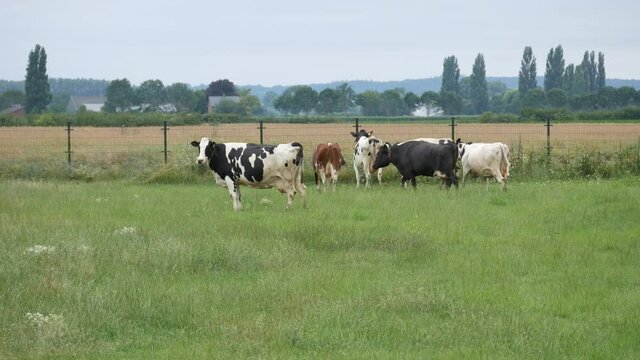 Free dairy cows roam in the farm land, real time 4K