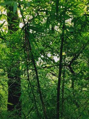 Bamboo forest