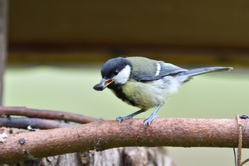Obraz premium Great Tit with sunflower in beak sitting on a branch in the garden
