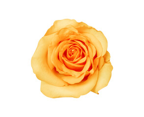 Gold rose flower top view isolated on white background and clipping path