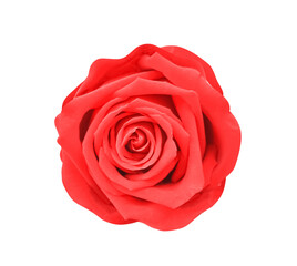 Red rose flower top view isolated on white background and clipping path