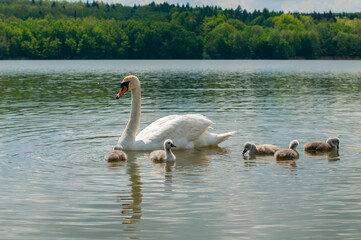 a white swan female with small swans swims in a pond