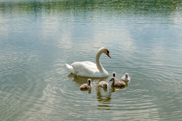 a white swan female with small swans swims in a pond